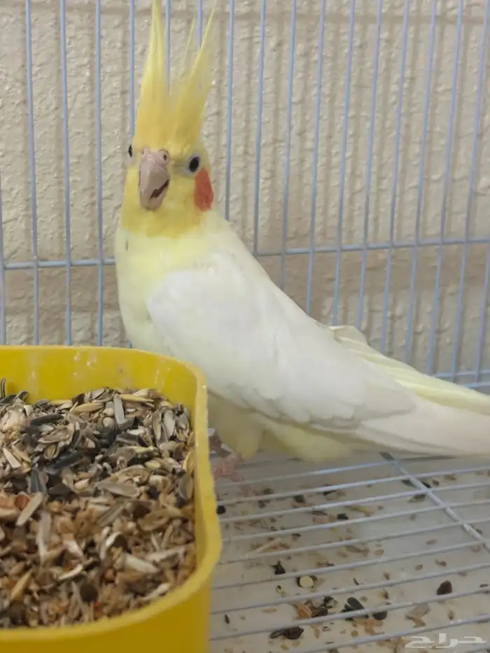 كروان منتج الذكر لاتينو والانثي هولنديه مكتفه منتج 2