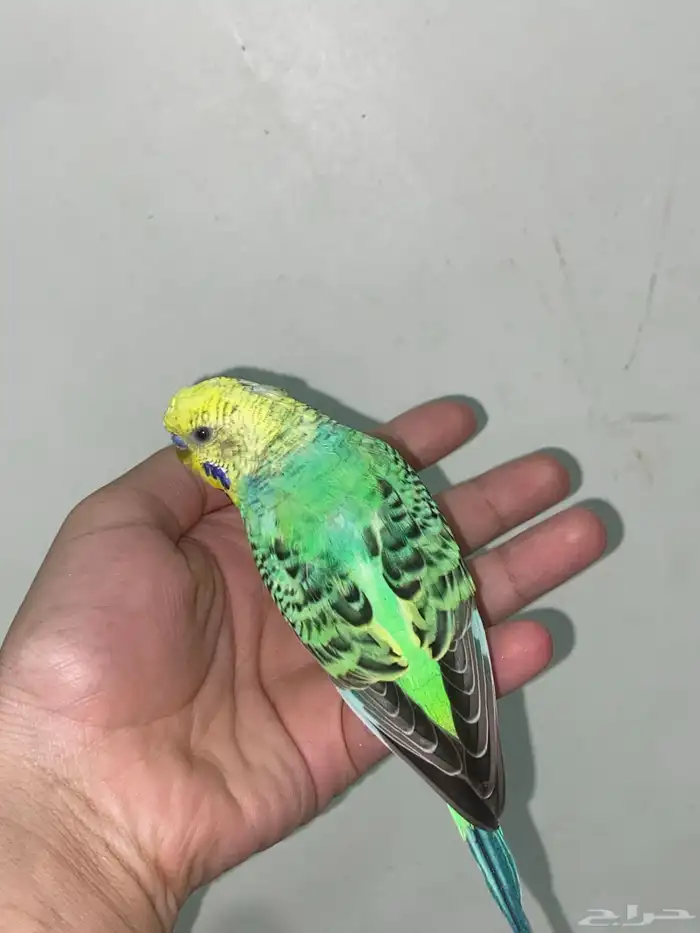 ذكر بادجي طفره باسنجل جاهز لتزاوج 0