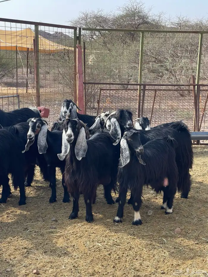 معزا ( تم البيع ) 8