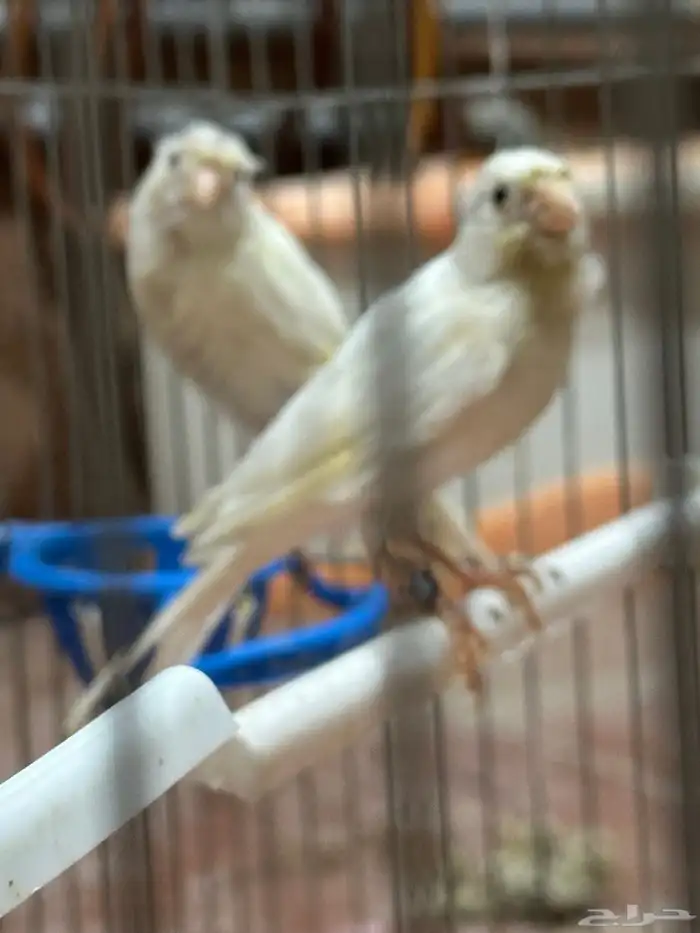 جوز كناري سوري منتج مع فرخين 2