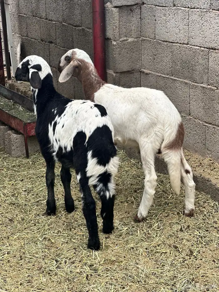 بهم هجين تيلاد 0