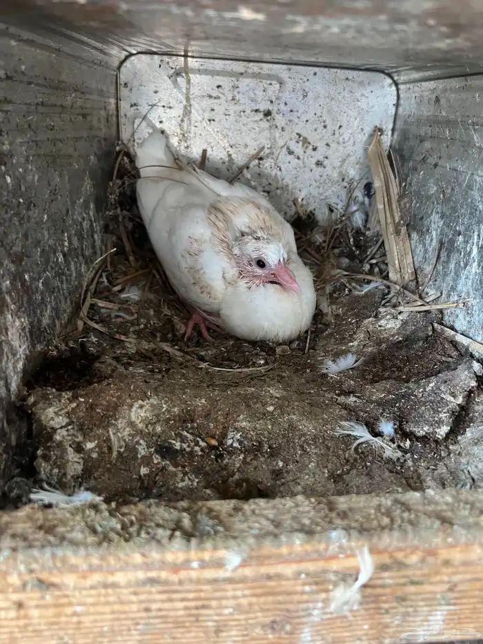 حمام فرنسي جامبو للبيع 2