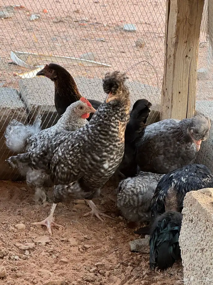 دجاج براهما 0