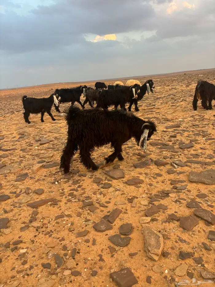 تيوس للبيع 3