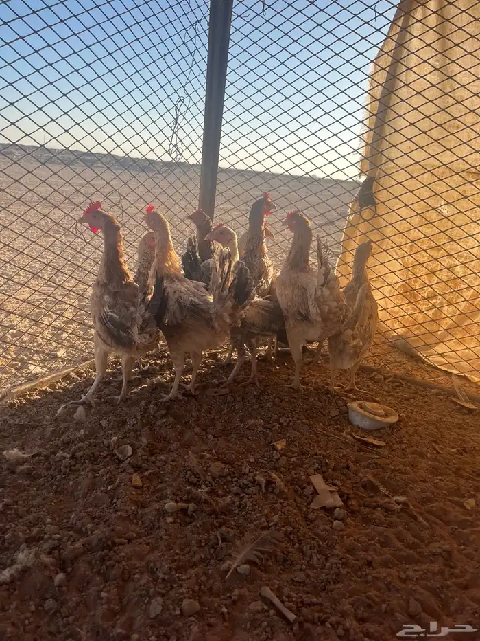 للبيع دجاج بياض بلدي 0