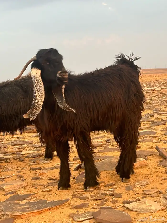 تيوس للبيع 1