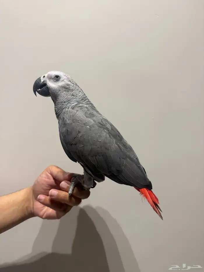 الاحساء الطرف 0