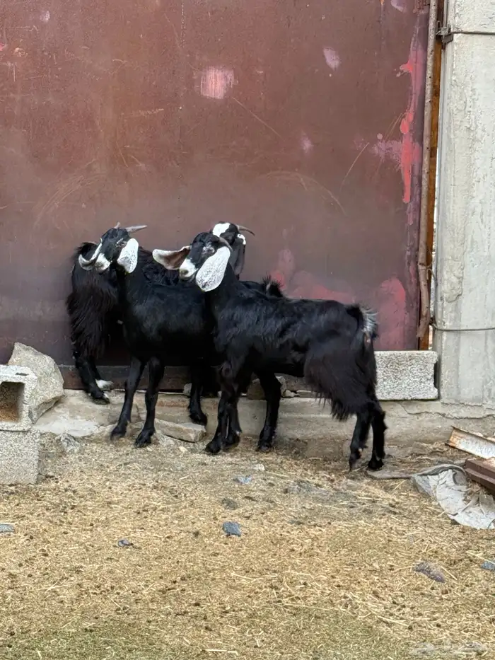 جفار من حلالي نظيفه 9