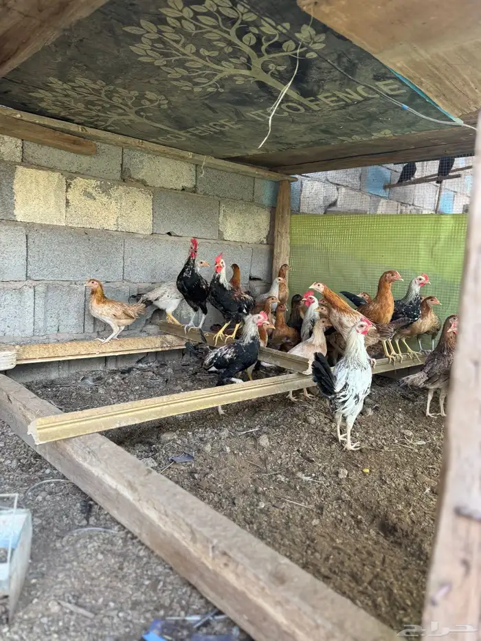 دجاج بشاير شي نظيف 1