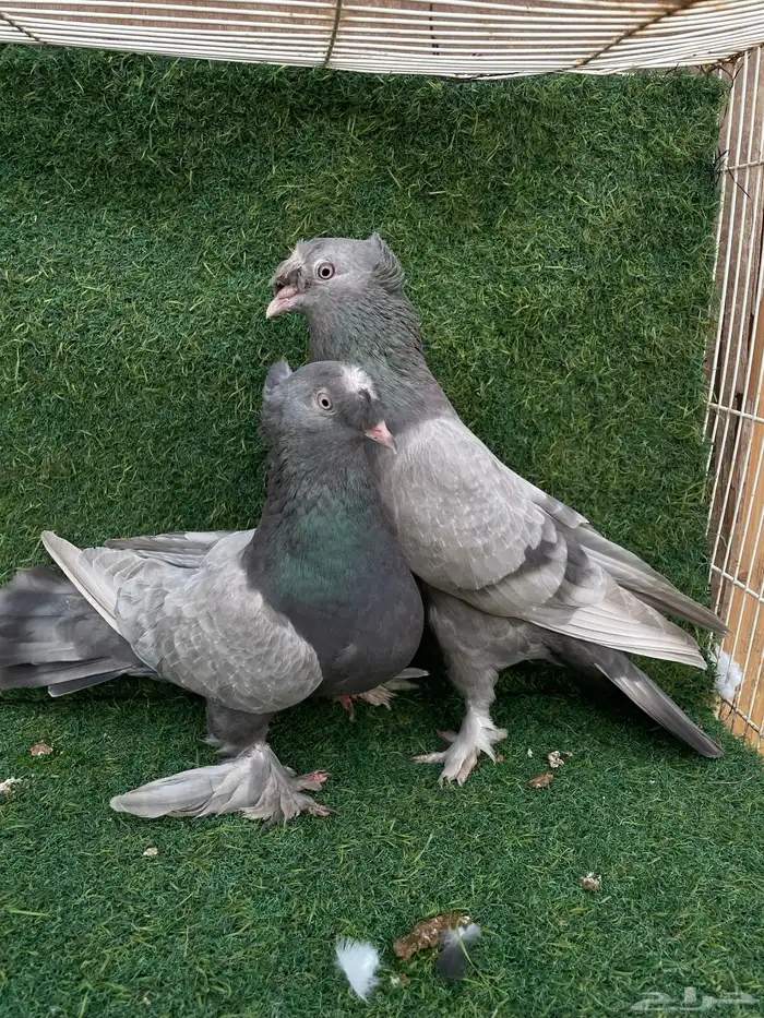 جوز تركي تب التب 3