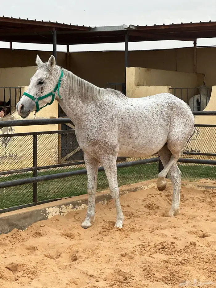 فرس صفراء شيخه 3