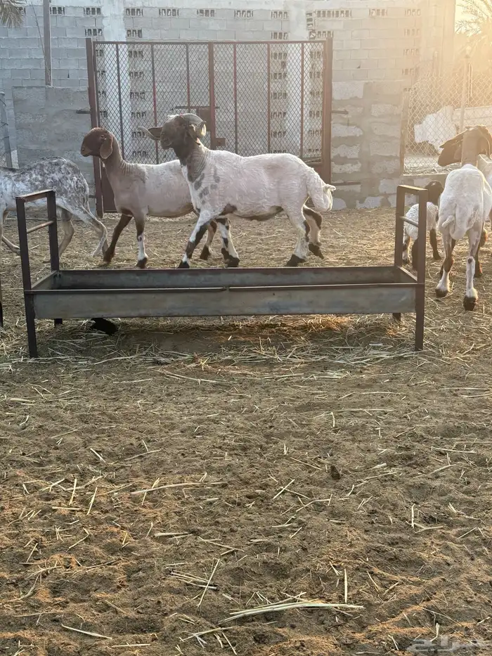 خروف فحل نعيمي جرم طيب الجعيمه 2