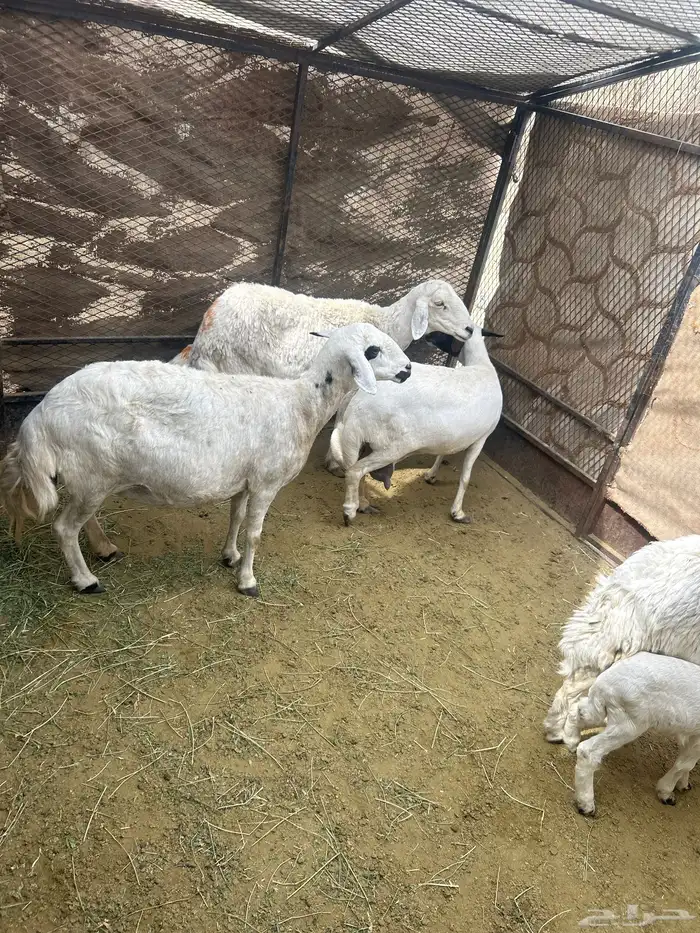 ضان مقاني 2 تحتها 2 و 2مقاريب 0