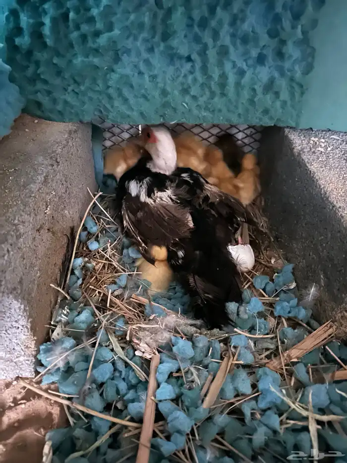 يوجد بطه نوع مصري رقاده معها صيصان بكيني عدد 13 1