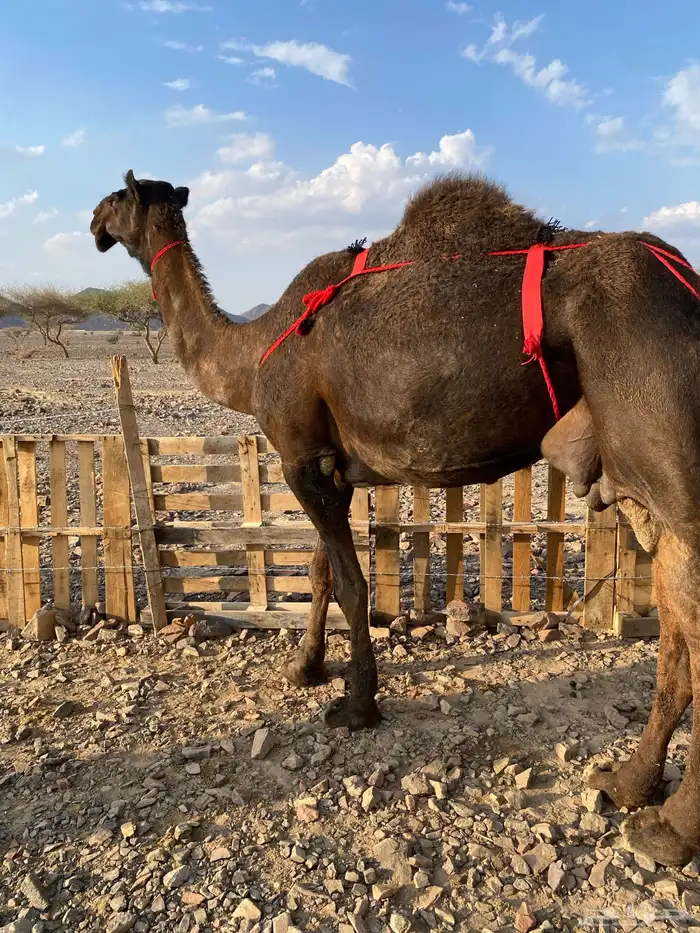 خلفه مصغر مجهم صغيرة سن ناقة كفو منتج الحد9500 1