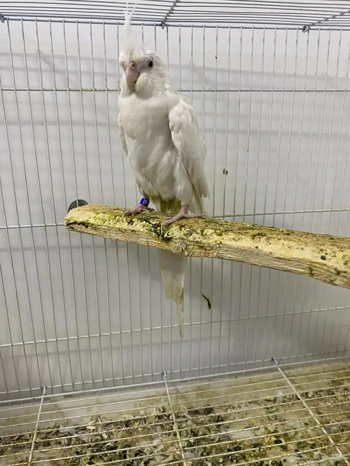 جوز كروان البينو 6