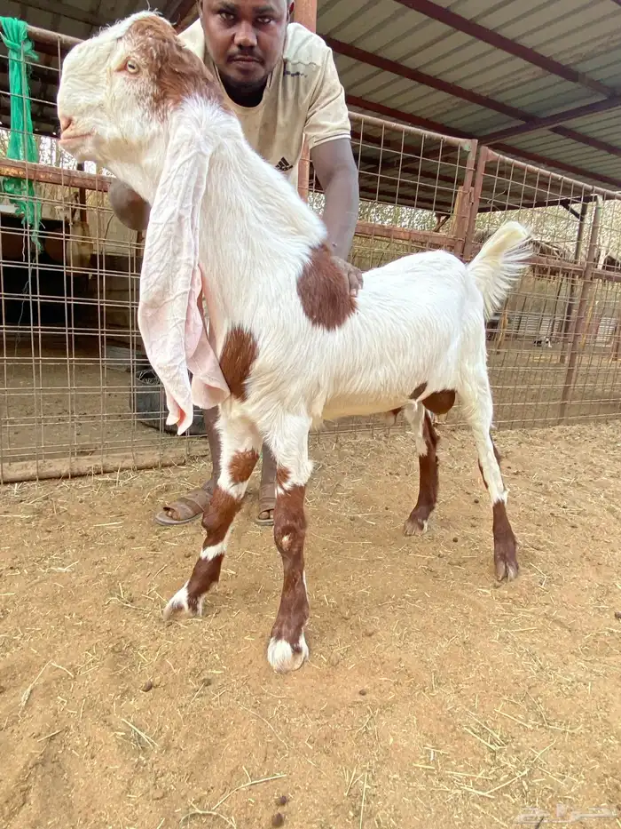 مشروع فحل حجازي كفووو 0