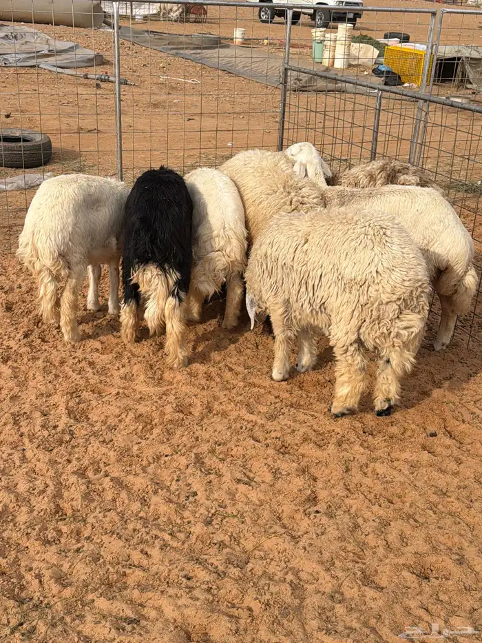 ذبايح للبيع 2