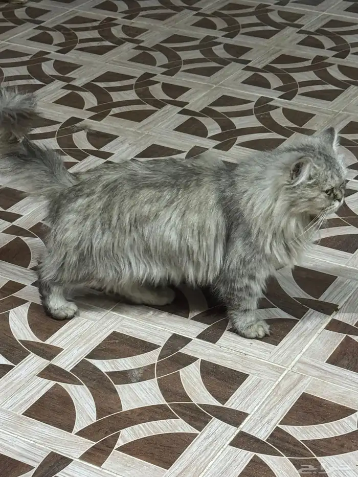 قطوه للبيع 0