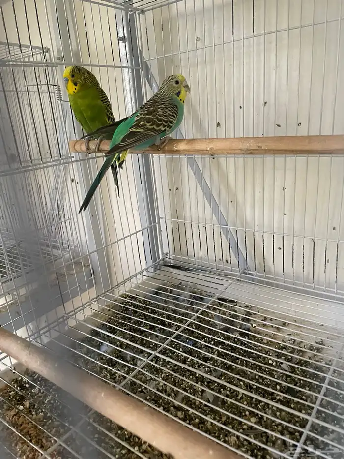 ثلاث ازواج باجي انجليزي وزوجين استرالي 8