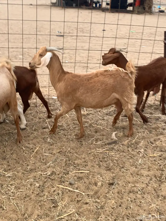 للبيع معزا جفار بيشيات برص ومعزا دهم 7