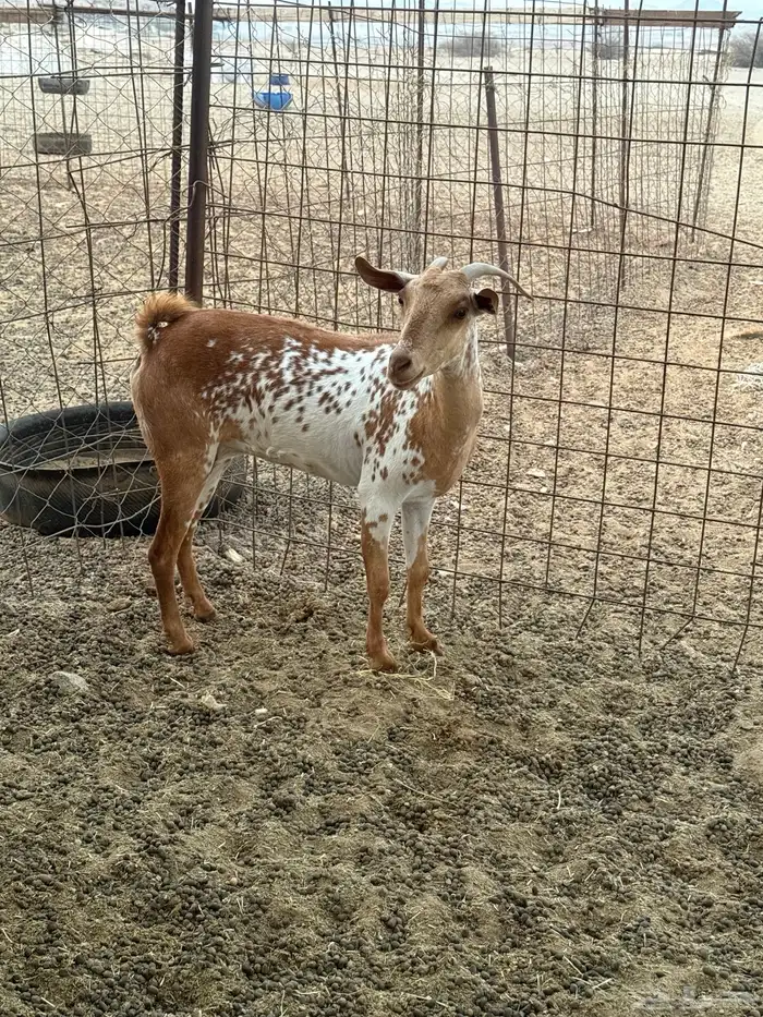 معزا مواليد 1