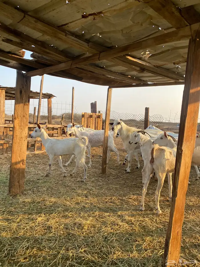 للبيع معزا بيشيات بالفحل دفيع ومضاريع 7