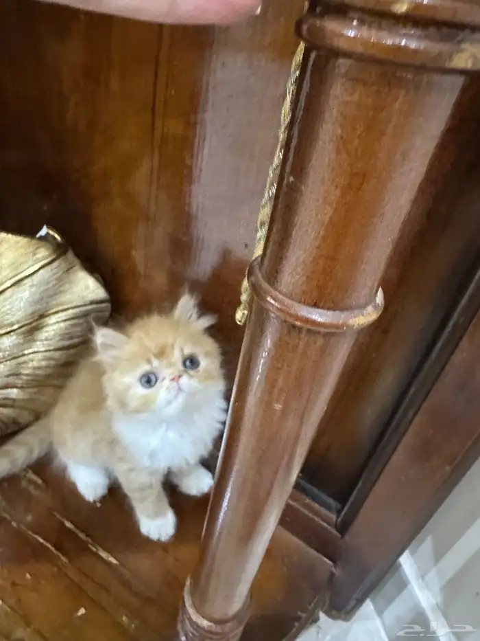 دكر بيرشن بيكي فيس العمر شهر ونص خالي من أي أمراض 0