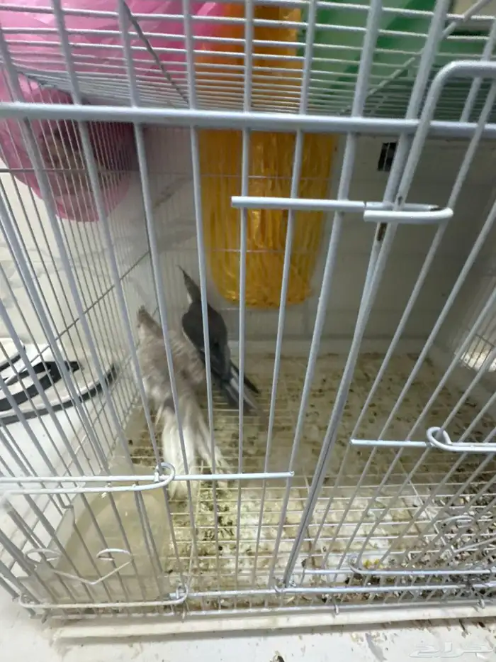 كروان جوز جاهز للبيض والإنتاج على السوم بصحه جيدا جدا 0