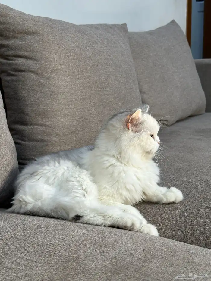 قطه للتبني 1