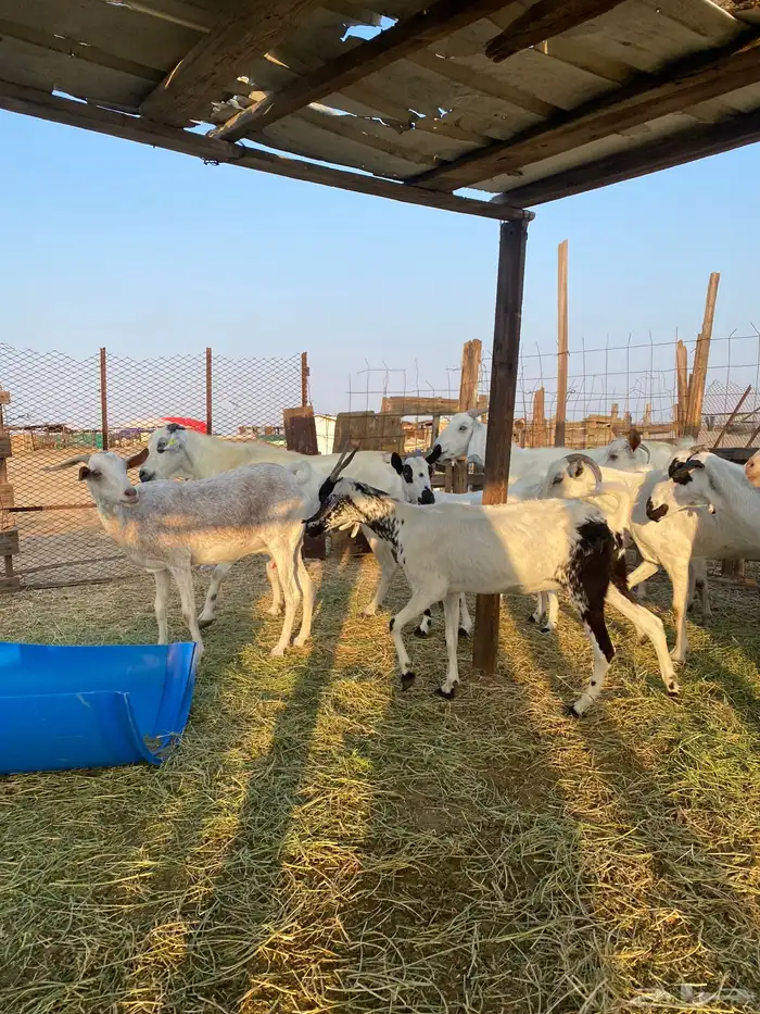 للبيع معزا بيشيات بالفحل دفيع ومضاريع 19