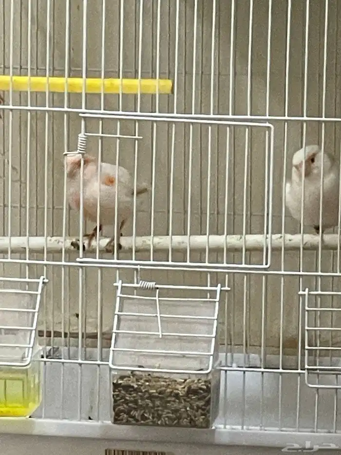 كناري موازيك 2