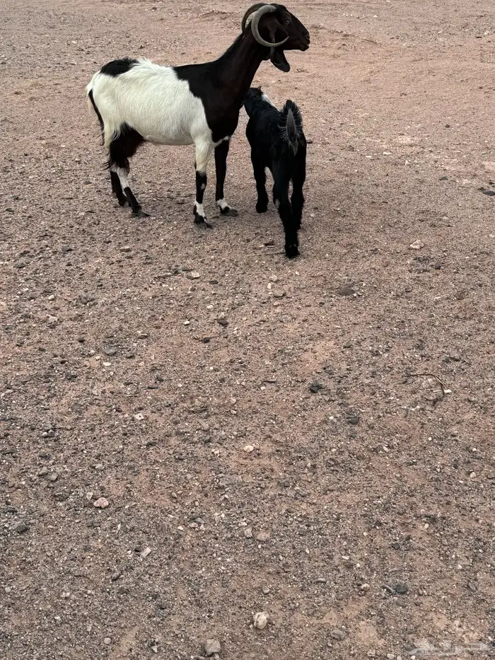 عنز خلفه معها تيس ذبيحه 0