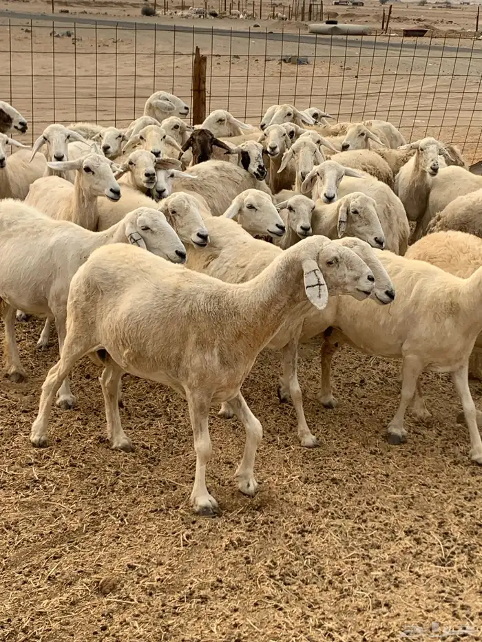 للبيع معزا جفار بيشيات برص ومعزا دهم 12