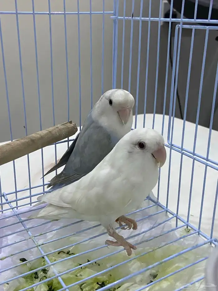 طيور روز جوز متالفين 1