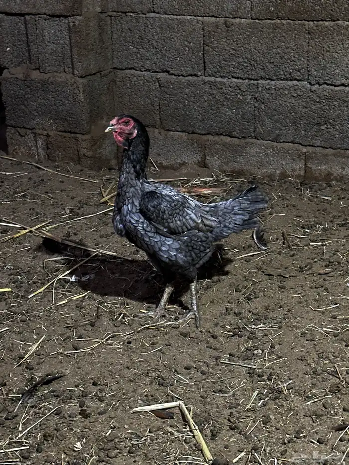 دجاج شامو مهجن هندي 0