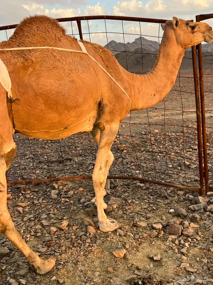 خلفه حمرا مجموع مجموع ب 11800 يبلاش 3