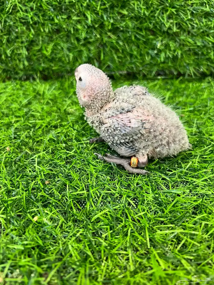 فرخ كنيور قرين شيك غر 0