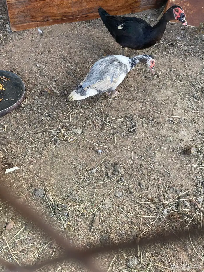 بط مسكوفي للبيع 3