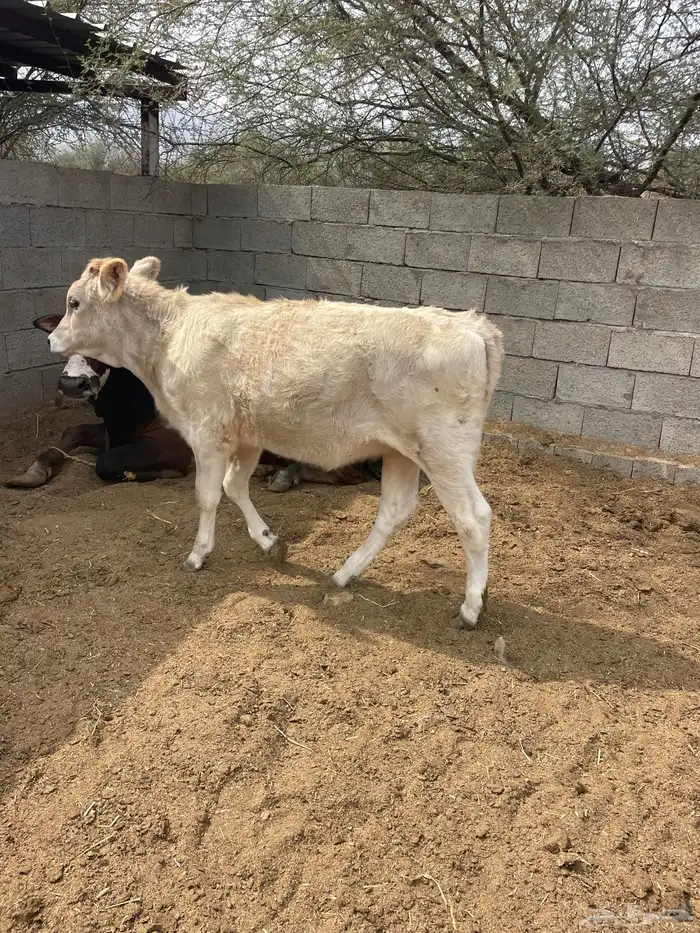 حسلان للبيع 1