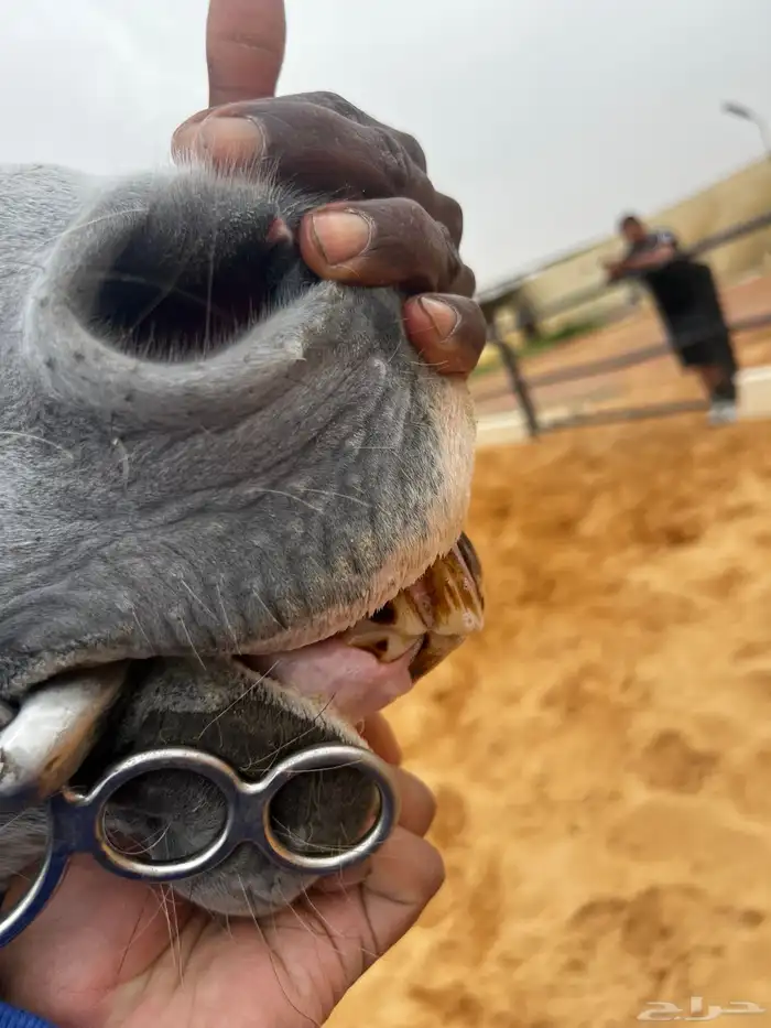 فرس صفراء شيخه 8