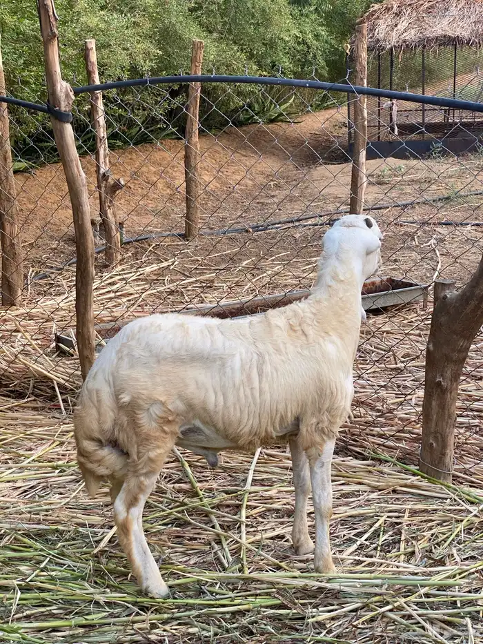 للبيع فحل بلدي 2