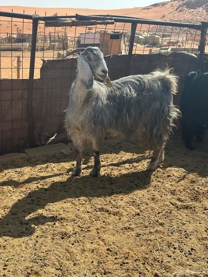 عنزين مشاريك خصم حصيب قريبات ولاد 2