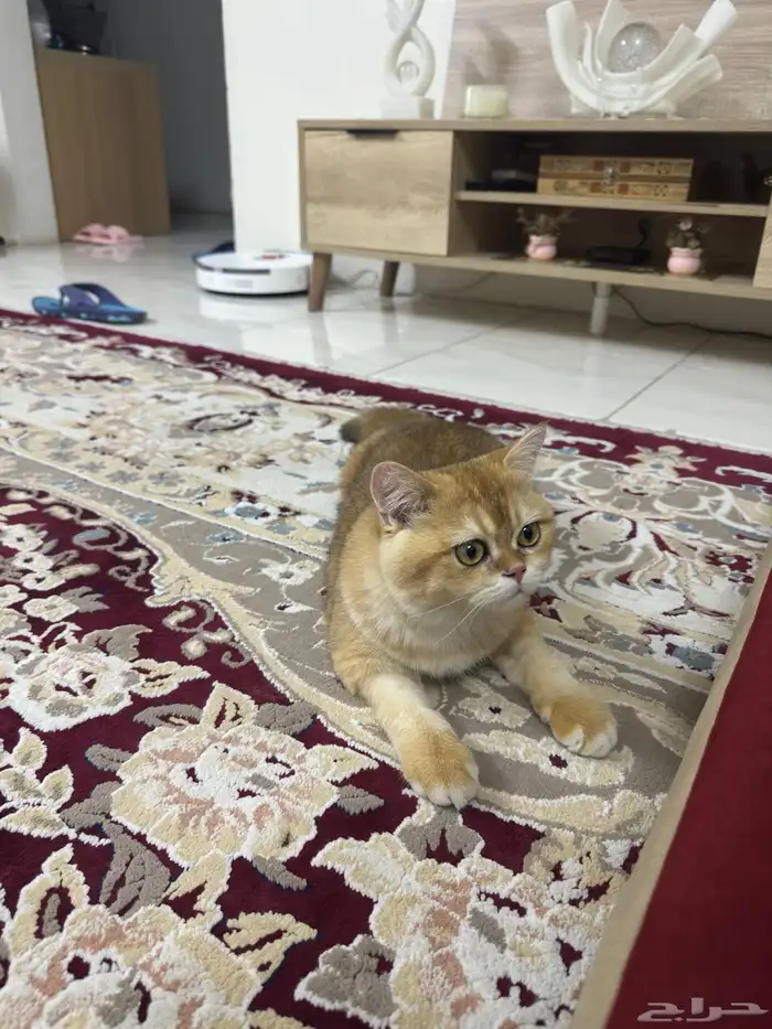 قطة و قطة سكوتش 3