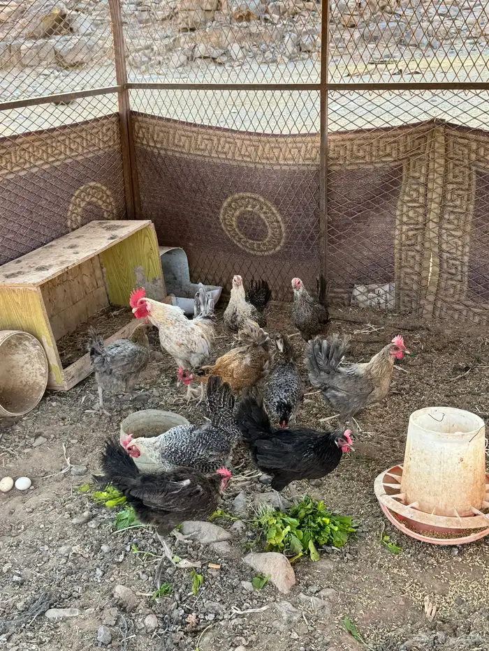 للبيع دجاج فيومي 0