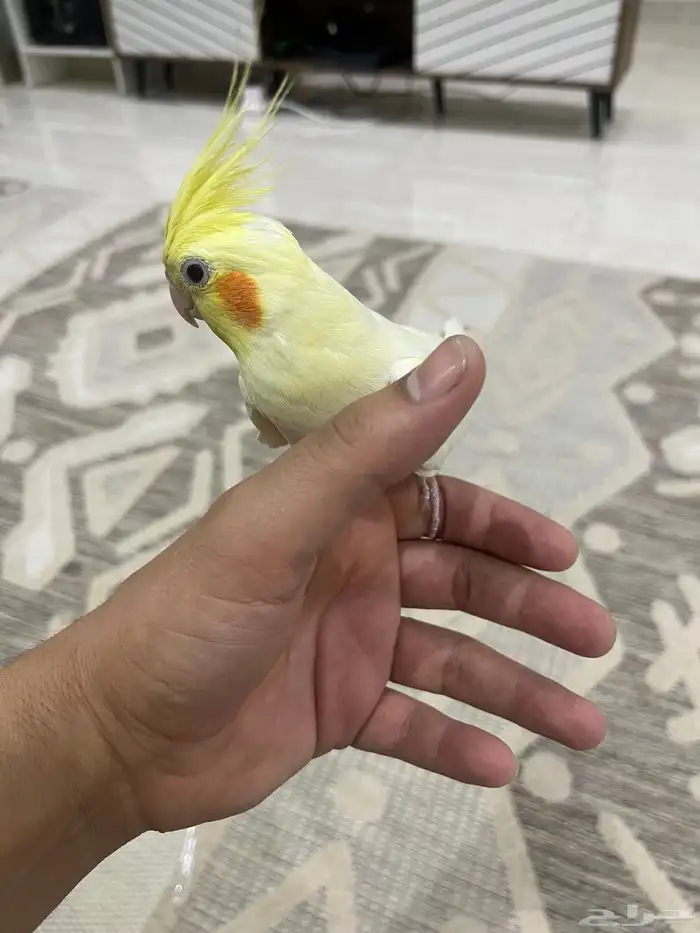 طائر كوكتيل اليف 0