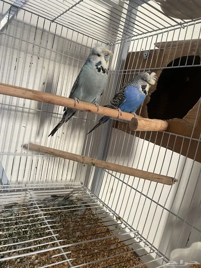 ثلاث ازواج باجي انجليزي وزوجين استرالي 2