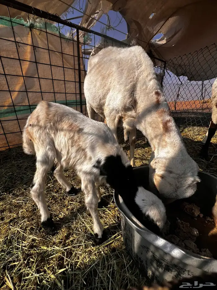 شياة رفيدي مواليد 3