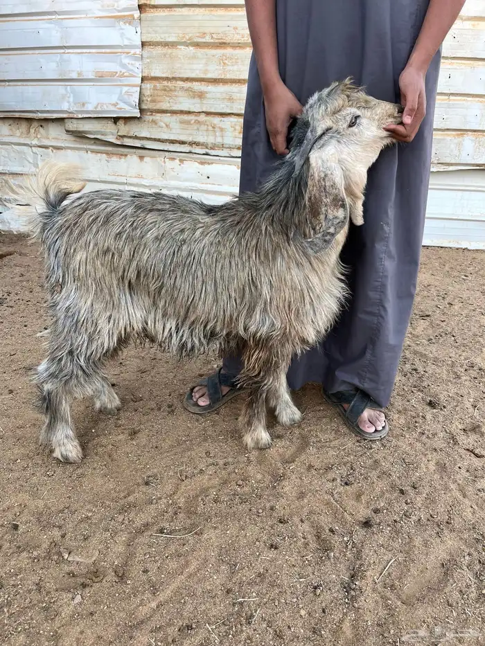 تيس مخصي فل الفل شحم ولحم 1