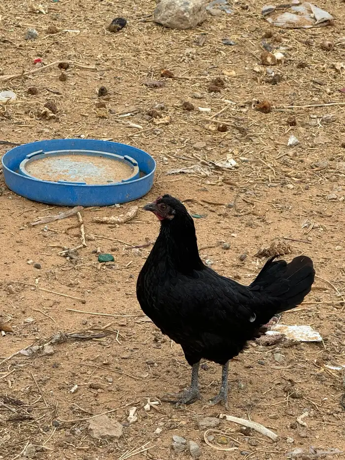 دجاج للبيع 6